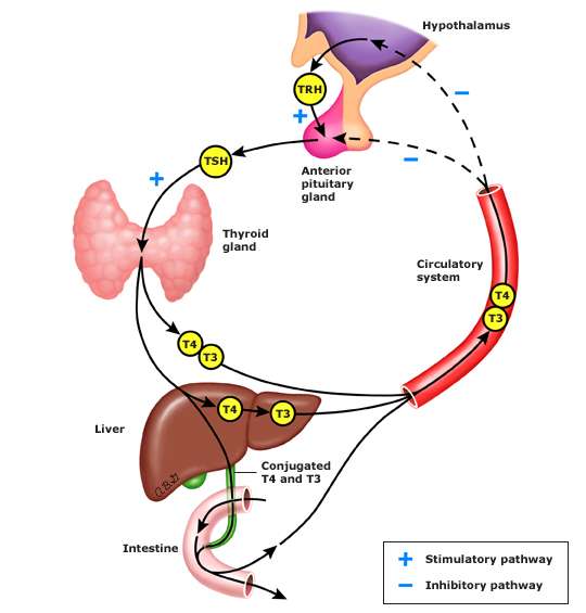 The thyroid hormone cycle